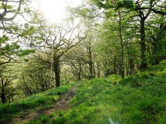 woods near my home