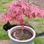 Acer2
