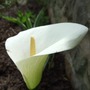 Zantedeschia_2