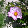 070720_cosmos