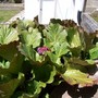 100_0792__576_x_432_