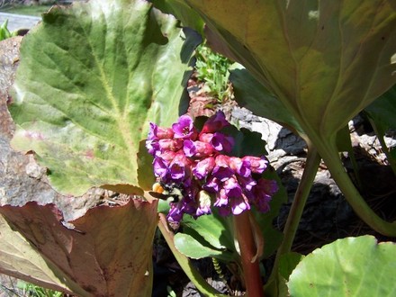 A garden flower photo