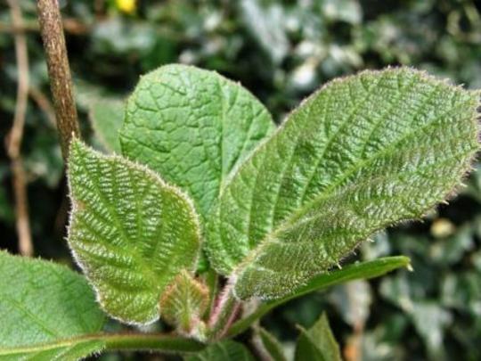kiwi- new growth (Actinidia deliciosa (Kiwi fruit))