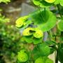 Copy_of_garden_026