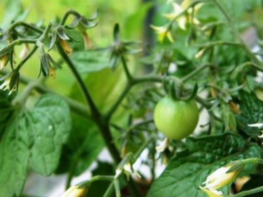 1st tomato!