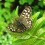 Copy_of_garden_023