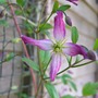 070720_clematis