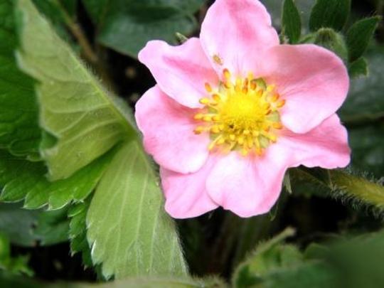pink flowered strawberry