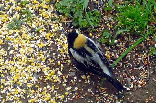 Bobolink