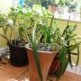 Copy_of_garden_036