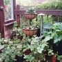Garden_2007_008