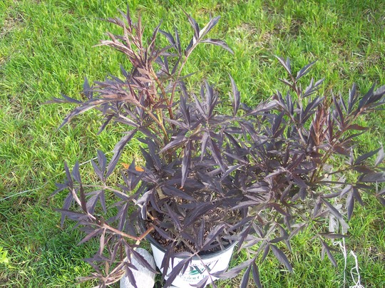 New plant to go in bed when done (Sambuca nigra 'Eva')