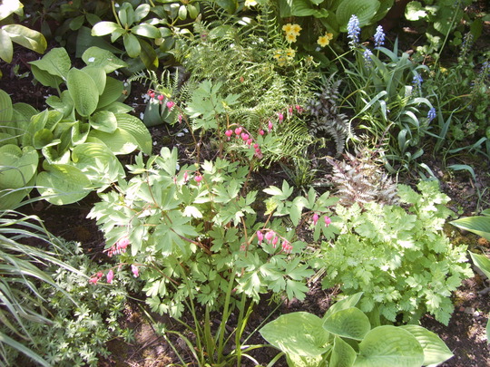 Shady Bed (Dicentra spectabilis (Bleeding heart))