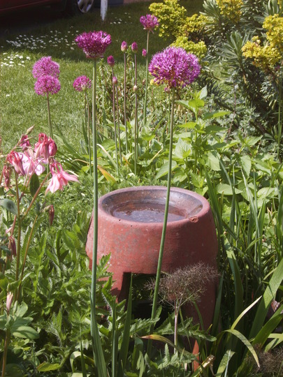 Alliums in island bed (Allium hollandicum (Ornamental onion))