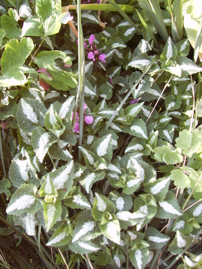 Lamium purpereum (Lamium purpureum (Henbit))