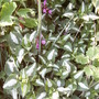 Lamium_purpereum