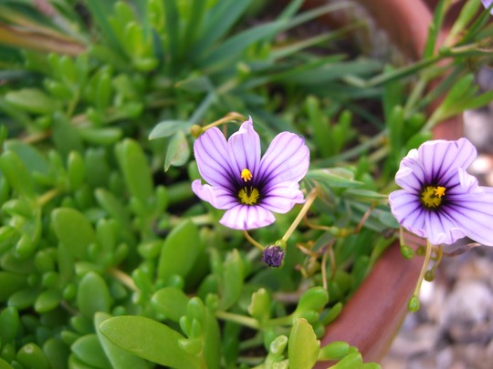 A garden flower photo