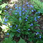 Omphalodes