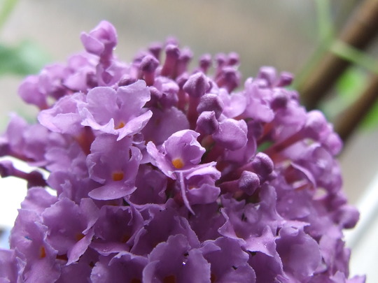 Butterfly bush flower (Buddleja davidii)