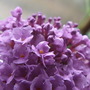 Butterfly bush flower (Buddleja davidii)