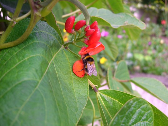 A garden flower photo (Phaseolus coccineus)