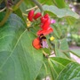 070721_bee_on_beans