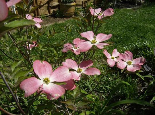 Dogwood - May 2008