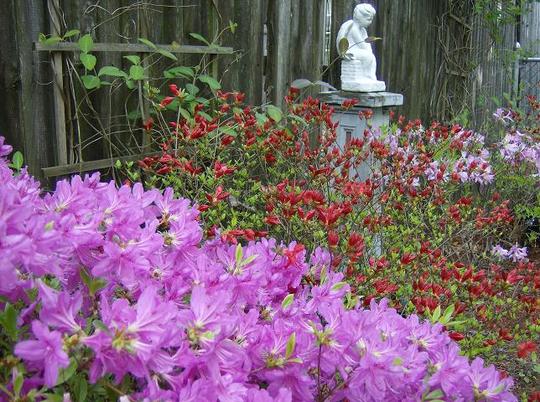Front Garden - May 2008
