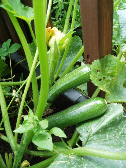 courgettes