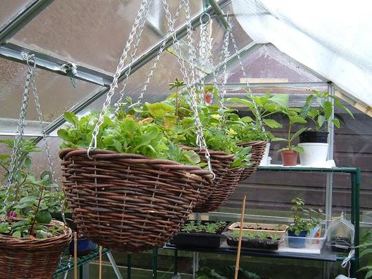 Hanging Baskets 