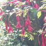 Garden_2007_018