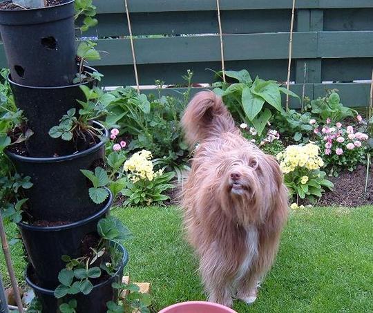 Bea lookin for Strawberries 