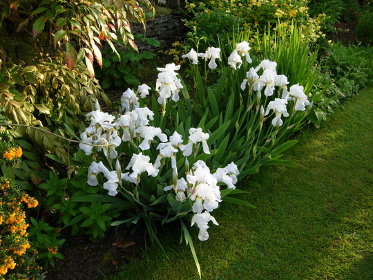 White Iris