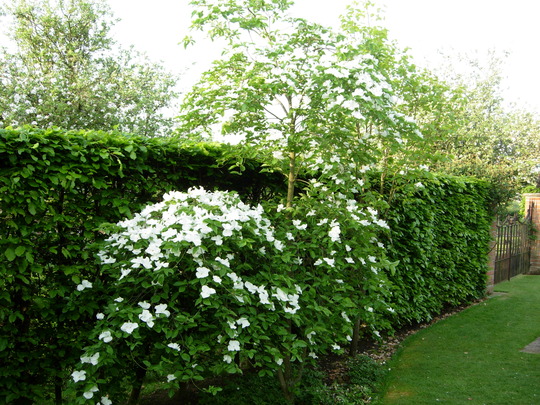 Cornus