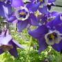 11_may_08_006