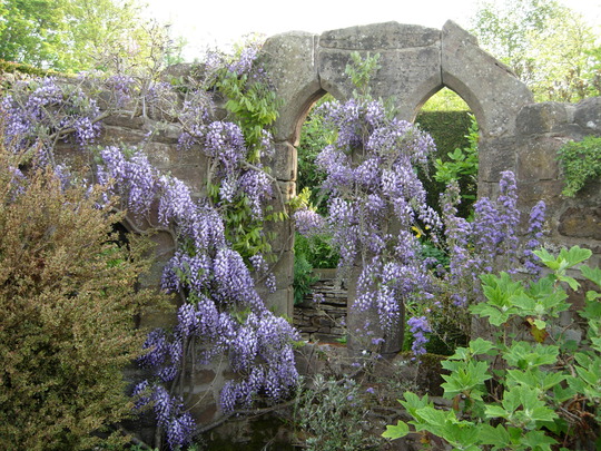 Wisteria