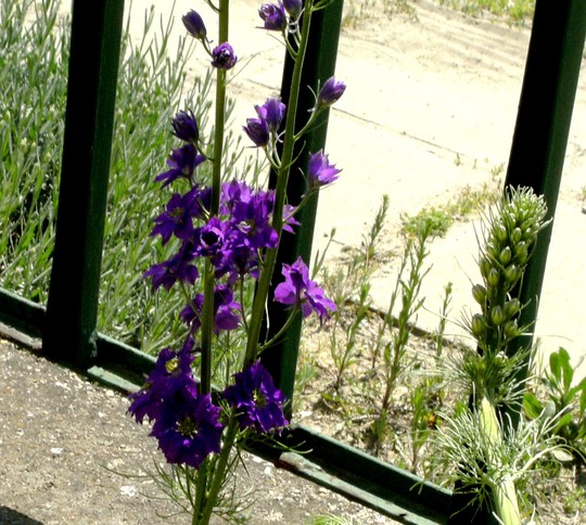 Larkspur (Delphinium ajacis)