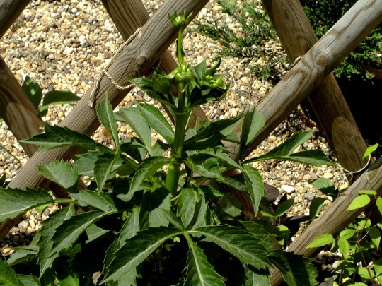 Dahlia in bud. (Dahlia Pinnata (Dahlia))