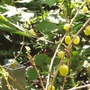 gooseberries