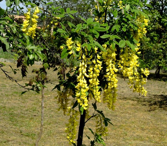 Young Laburnum. (Laburnum anagyroides (Common Goldenchain))