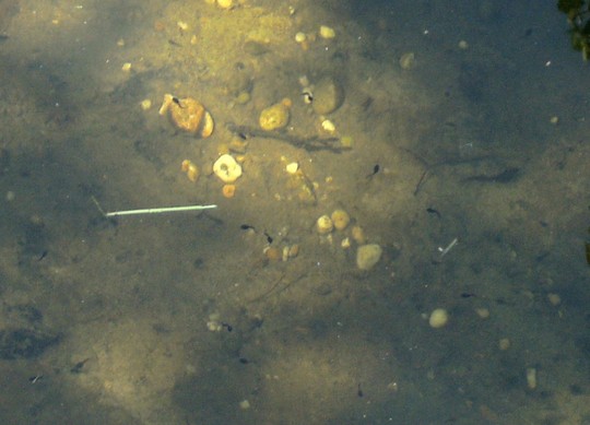 My pond is teeming with tadpoles.