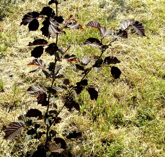 Hazel. (Corylus avellana (Corkscrew hazel))