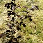 Corylus avellana (Corkscrew hazel)