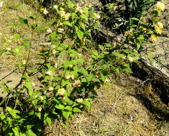 Kerria Japonica. (Kerria japonica plenifora)