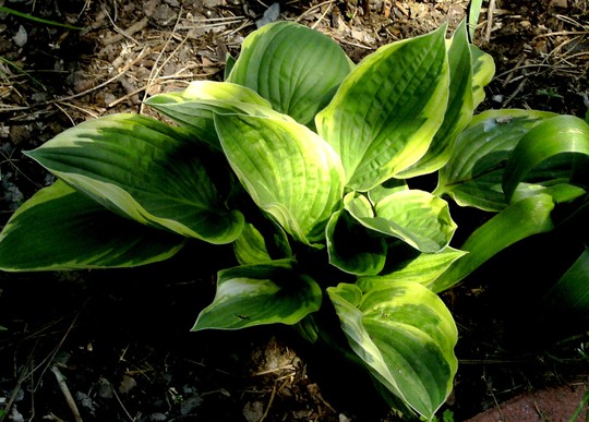 Hosta (Hosta fortunei (Plantain lily))