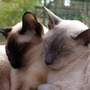Brens_photos_263