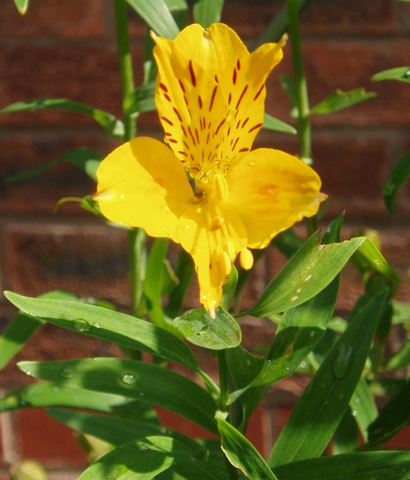 lilly