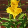 Garden_2007_019