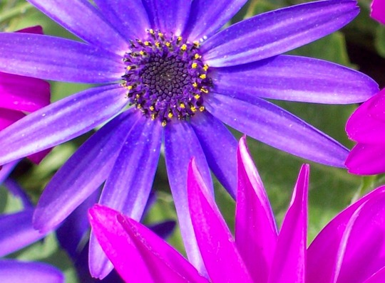 Senetti close up 