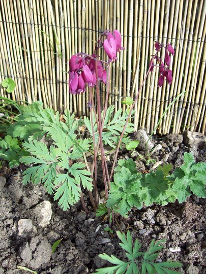 Bleeding Heart